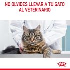 Royal Canin Intense Beauty Saquetas em Gelatina para gatos, , large image number null